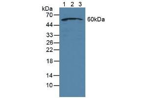 Figure. (NUP50 anticorps  (AA 37-269))