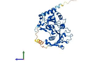 AlphaFold protein structure predicition of Mouse Recombinant Fut9 Protein, UniprotID O88819