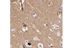 ABIN6268733 for IHC in human brain tissue