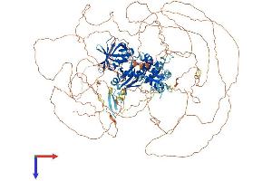 AlphaFold protein structure predicition of Human Recombinant FRMPD4 Protein, UniprotID Q14CM0