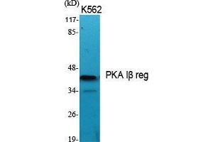 Western Blot (WB) analysis of specific cells using PKA Ibeta reg Polyclonal Antibody. (PKA Ibeta Reg (Internal Region) anticorps)