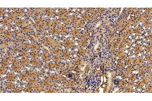Detection of a1AT in Mouse Kidney Tissue using Polyclonal Antibody to Alpha-1-Antitrypsin (a1AT) (SERPINA1 anticorps  (AA 25-413))