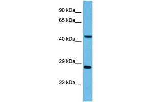 Host:  Mouse  Target Name:  PYGO2  Sample Tissue:  Mouse Pancreas  Antibody Dilution:  1ug/ml