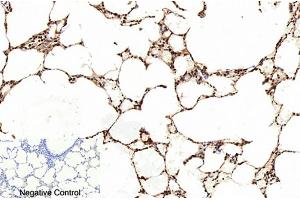 Immunohistochemical analysis of paraffin-embedded rat lung tissue.