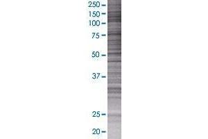 NLGN1 transfected lysate.