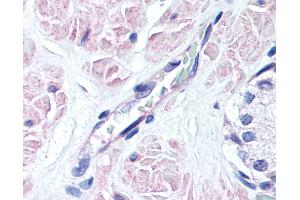 Anti-EDG3 antibody IHC of human prostate, vessel. (S1PR3 anticorps  (AA 12-25))