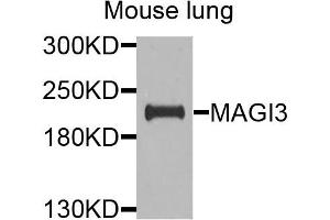 Western blot analysis of extracts of mouse lung cells, using MAGI3 antibody. (MAGI3 anticorps)