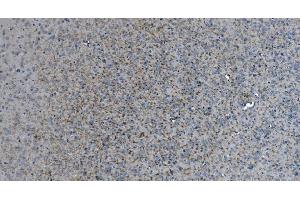 IHC analysis of MAG using anti-MAG antibody (ABIN7601399). (MAG anticorps  (AA 34-605))