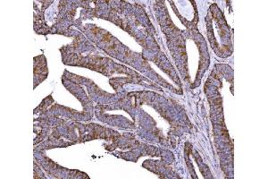 IHC analysis of COX6B1 using anti-COX6B1 antibody (ABIN7603206). (COX6B1 anticorps  (N-Term))