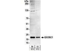 Western Blotting (WB) image for anti-Exosome Component 1 (EXOSC1) (AA 145-195) antibody (ABIN7449728) (EXOSC1 anticorps  (AA 145-195))