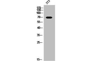 Western Blot analysis of 3T3 cells using CCDC99 Polyclonal Antibody (CCDC99 anticorps  (C-Term))
