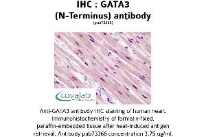 Image no. 1 for anti-GATA Binding Protein 3 (GATA3) (N-Term) antibody (ABIN1734640) (GATA3 anticorps  (N-Term))