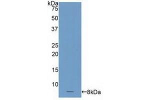 Detection of Recombinant C4BPa, Human using Polyclonal Antibody to C4 Binding Protein Alpha (C4BPa) (C4BPA anticorps  (AA 548-597))