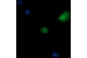 Image no. 1 for anti-Kinesin Family Member 25 (KIF25) antibody (ABIN1499040) (KIF25 anticorps)