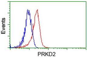 Image no. 1 for anti-Protein Kinase D2 (PKD2) antibody (ABIN1500410) (PKD2 anticorps)