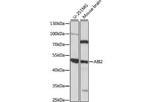 Western blot analysis of extracts of various cell lines, using  antibody (ABIN7265360) at 1:1000 dilution. (ABI2 anticorps  (AA 100-200))