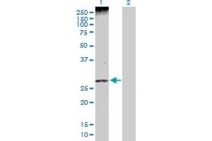 Western Blot analysis of PHLDA1 expression in transfected 293T cell line by PHLDA1 MaxPab polyclonal antibody.