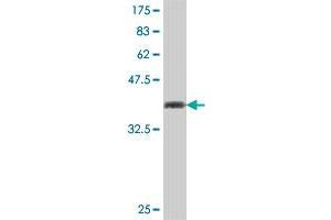 Western Blot detection against Immunogen (37 KDa) .