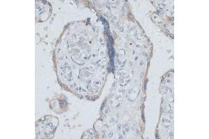 Immunohistochemistry of paraffin-embedded human placenta using DTNBP1 antibody (ABIN7266870) at dilution of 1:100 (40x lens). (DTNBP1 anticorps  (AA 1-351))