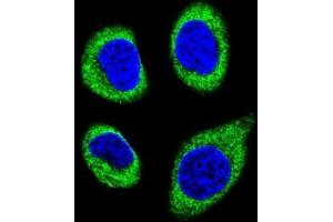 Confocal immunofluorescent analysis of AGBL5 Antibody (N-term)(Cat#AP50109PU-N) with U-251MG cell followed by Alexa Fluor 488-conjugated goat anti-rabbit lgG (green).