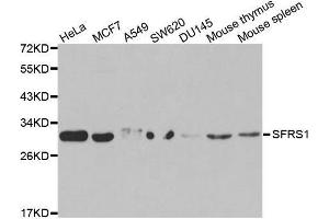 Western blot analysis of extracts of various cell lines, using SFRS1 antibody. (SRSF1 anticorps  (pSer1))