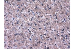 Immunohistochemical staining of paraffin-embedded liver tissue using anti-L1CAMmouse monoclonal antibody. (L1CAM anticorps)