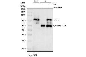 Immunoprecipitating (IP) PRC1 in 293T whole cell lysate. (PRC1 anticorps  (AA 1-233))