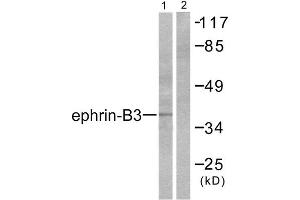 Western Blotting (WB) image for anti-Ephrin B3 (EFNB3) (C-Term) antibody (ABIN1848524) (Ephrin B3 anticorps  (C-Term))