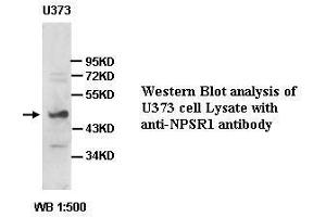 Image no. 1 for anti-Neuropeptide S Receptor 1 (NPSR1) antibody (ABIN791225) (NPSR1 anticorps)