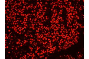 Immunofluorescence (IF) image for anti-Splicing Factor Proline/glutamine-Ric (SFPQ) (AA 657-707) antibody (ABIN7449003)