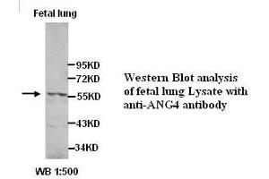 Image no. 1 for anti-Angiopoietin 4 (ANGPT4) (Internal Region) antibody (ABIN791095) (Angiopoietin 4 anticorps  (Internal Region))