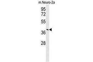 CASC4 Antibody (C-term) western blot analysis in mouse Neuro-2a cell line lysates (35µg/lane). (CASC4 anticorps  (C-Term))