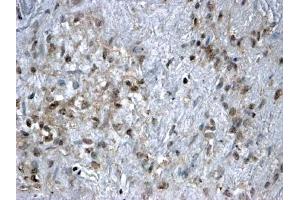 ABIN185040 (2µg/ml) staining of paraffin embedded Human Ovary.