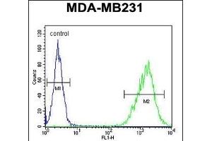 TAZ Antibody (N-term) (ABIN652751 and ABIN2842495) flow cytometric analysis of MDA-M cells (right histogram) compared to a negative control cell (left histogram). (TAZ anticorps  (N-Term))