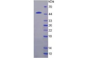 SDS-PAGE analysis of IL24 Protein. (IL-24 Protéine)