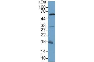 Rabbit Detection antibody from the kit in WB with Positive Control: Sample Mouse Liver lysate. (Caspase 8 Kit ELISA)