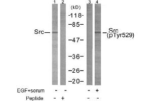Image no. 1 for anti-Nuclear Receptor Coactivator 1 (NCOA1) (Tyr529) antibody (ABIN197376)