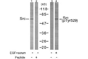 Image no. 1 for anti-Nuclear Receptor Coactivator 1 (NCOA1) (Tyr529) antibody (ABIN197376) (NCOA1 anticorps  (Tyr529))