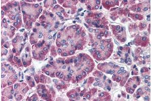Human Pancreas (formalin-fixed, paraffin-embedded) stained with FBXO9 antibody ABIN214347 at 5 ug/ml followed by biotinylated goat anti-rabbit IgG secondary antibody ABIN481713, alkaline phosphatase-streptavidin and chromogen. (FBXO9 anticorps  (AA 431-447))