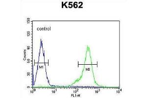 TEX13B Antibody (C-term) flow cytometric analysis of K562 cells (right histogram) compared to a negative control cell (left histogram). (TEX13B anticorps  (C-Term))
