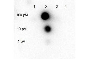 Dot blot for Rabbit Anti-HDAC5 (internal) Antibody.