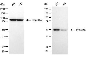 Western blotting analysis using PACSIN3 antibody (ABIN7799981).