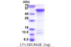 SDS-PAGE (SDS) image for CREB/ATF BZIP Transcription Factor (CREBZF) (AA 1-354) protein (His tag) (ABIN5853877) (CREBZF Protein (AA 1-354) (His tag))