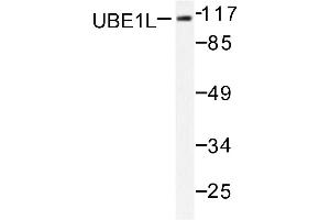 Image no. 1 for anti-Ubiquitin-Like Modifier Activating Enzyme 7 (UBA7) antibody (ABIN271972) (UBA7 anticorps)