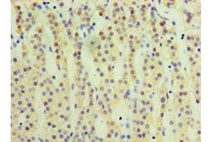 Immunohistochemistry of paraffin-embedded human adrenal gland tissue using ABIN7170753 at dilution of 1:100