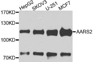 Western blot analysis of extracts of various cell lines, using AARS2 antibody. (AARS2 anticorps)