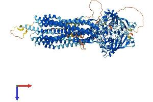 AlphaFold protein structure predicition of Human Recombinant ABCB11 Protein, UniprotID O95342