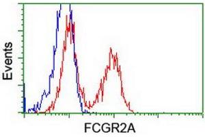 Image no. 5 for anti-Fc gamma RII (CD32) antibody (ABIN1497255) (Fc gamma RII (CD32) anticorps)