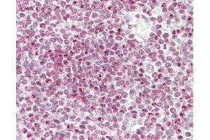 Anti-CENPW / C6orf173 antibody IHC staining of human spleen. (CENPW anticorps  (N-Term))