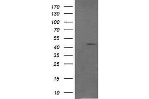 Image no. 2 for anti-Ras Association (RalGDS/AF-6) Domain Family (N-terminal) Member 8 (RASSF8) antibody (ABIN1500619) (RASSF8 anticorps)